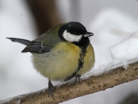 Parus major_1